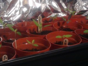 seedlings