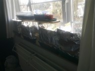 no more space for seedlings