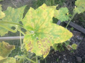 sick cucumber leaf