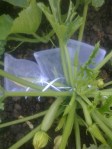 bagged courgettes