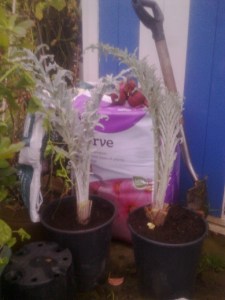 artichoke aquisitions