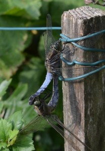 black tailed skimmers