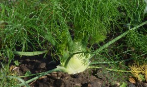 fennel