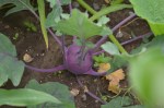 kohlrabi