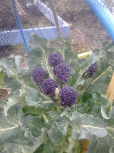 purple sprouting dinner