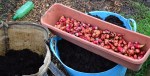 oca from the bag