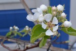 pear blossom