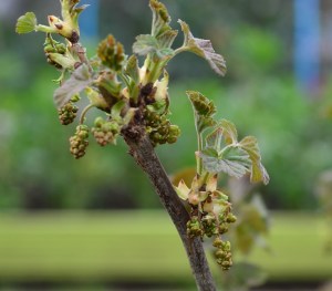 redcurrant flowers