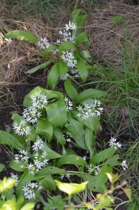 wild garlic