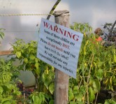 chilli warning