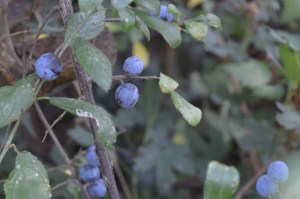 sloes