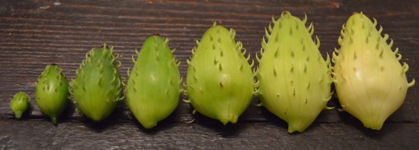 achocha growth cycle