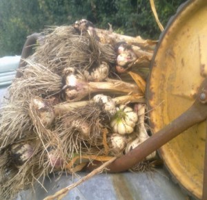 garlic harvest