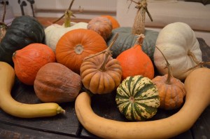 squash harvest