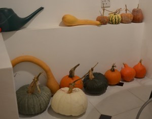 squashes in store