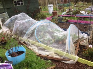 storm-beaten brassicas