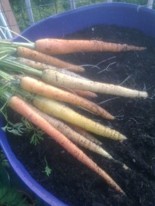 balcony carrots