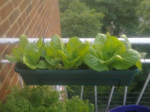 balcony lettuces