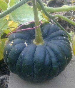 black futsu for seed circle