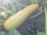 seed circle courgette going yellow