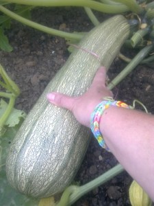 seed circle courgette