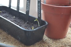 chilli hatchlings2