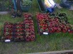 104 strawberry pots