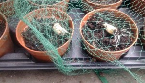 jackdaws 7 - garlic 0