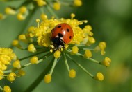 ladybird