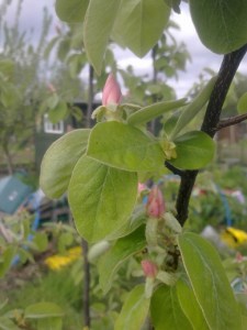 quince blossom