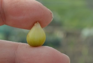 Babingtons leek bulbil