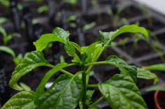 orange wonder at one month