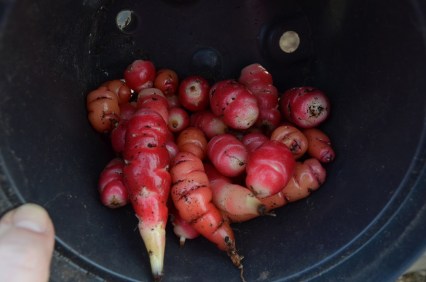pathetic oca harvest