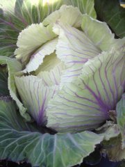 shetland kale