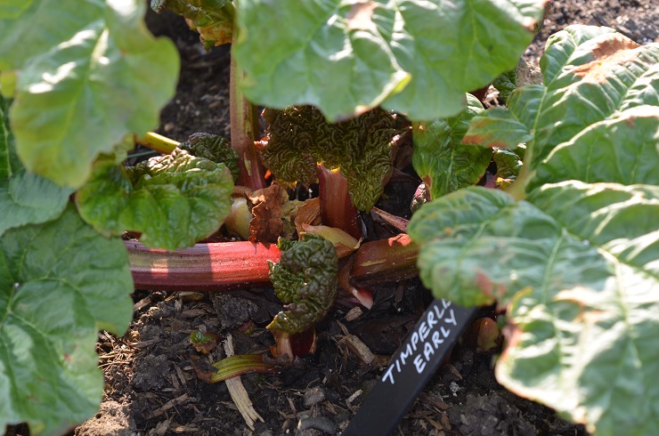 Founders Raspberry Rhubarb Of rhubarb & raspberries – mudandgluts