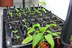 view across the growlights March 16