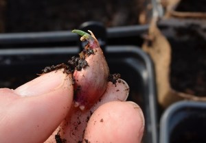 walking onion bulbil