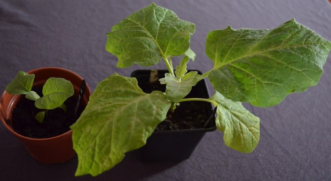 aubergines 3 weeks apart