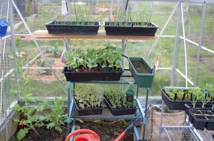 greenhouse April 2016