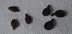 fat baby and giant achocha seeds