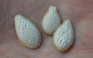Japanese pie squash seeds