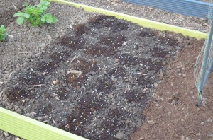 the final parsnip effort