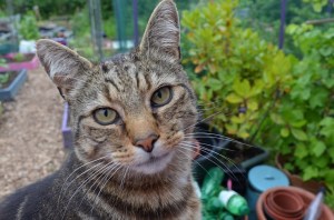 allotment cat