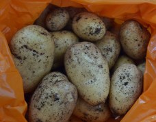 first spuds of the year