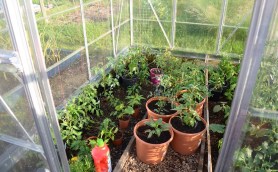 greenhouse left June