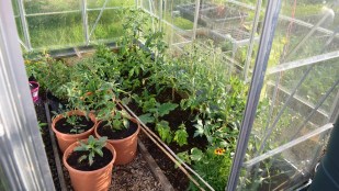 greenhouse right June