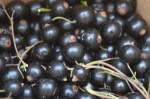 currants