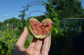 fig in sun