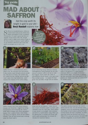 GYO saffron article Aug 2016 edition
