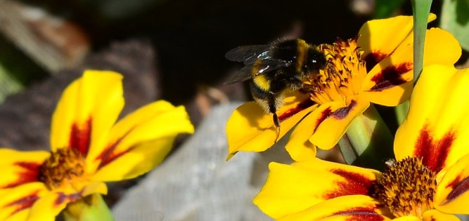 bee on marigold 2